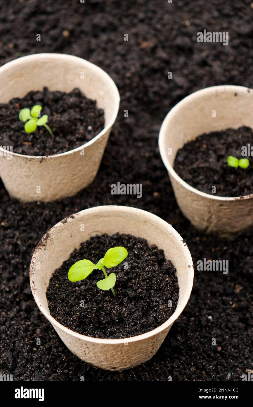 Pentole di torba con germogli piccoli su sfondo di suolo. Zero rifiuti e concetto di eco-assistenza. Foto Stock