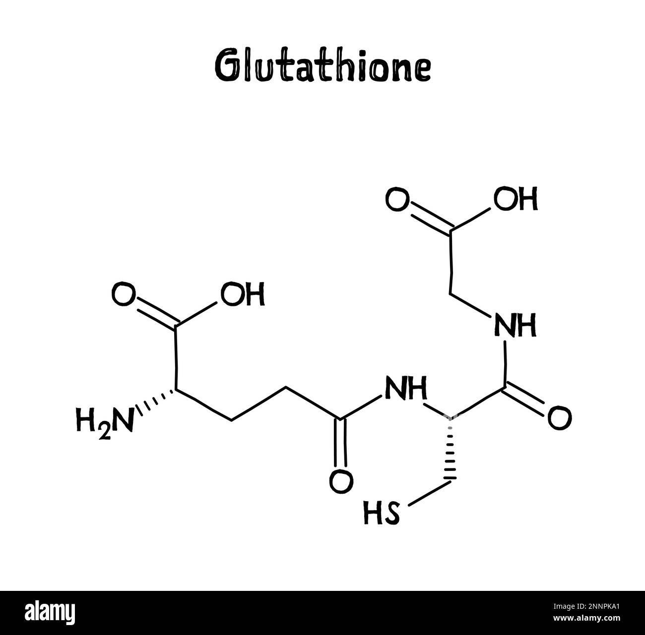 Struttura molecolare del glutatione. Il glutatione è un antiossidante in piante, animali, funghi, batteri e arcaea. .Formula strutturale vettoriale del composto chimico. Penna nera stile disegnato a mano. Illustrazione Vettoriale