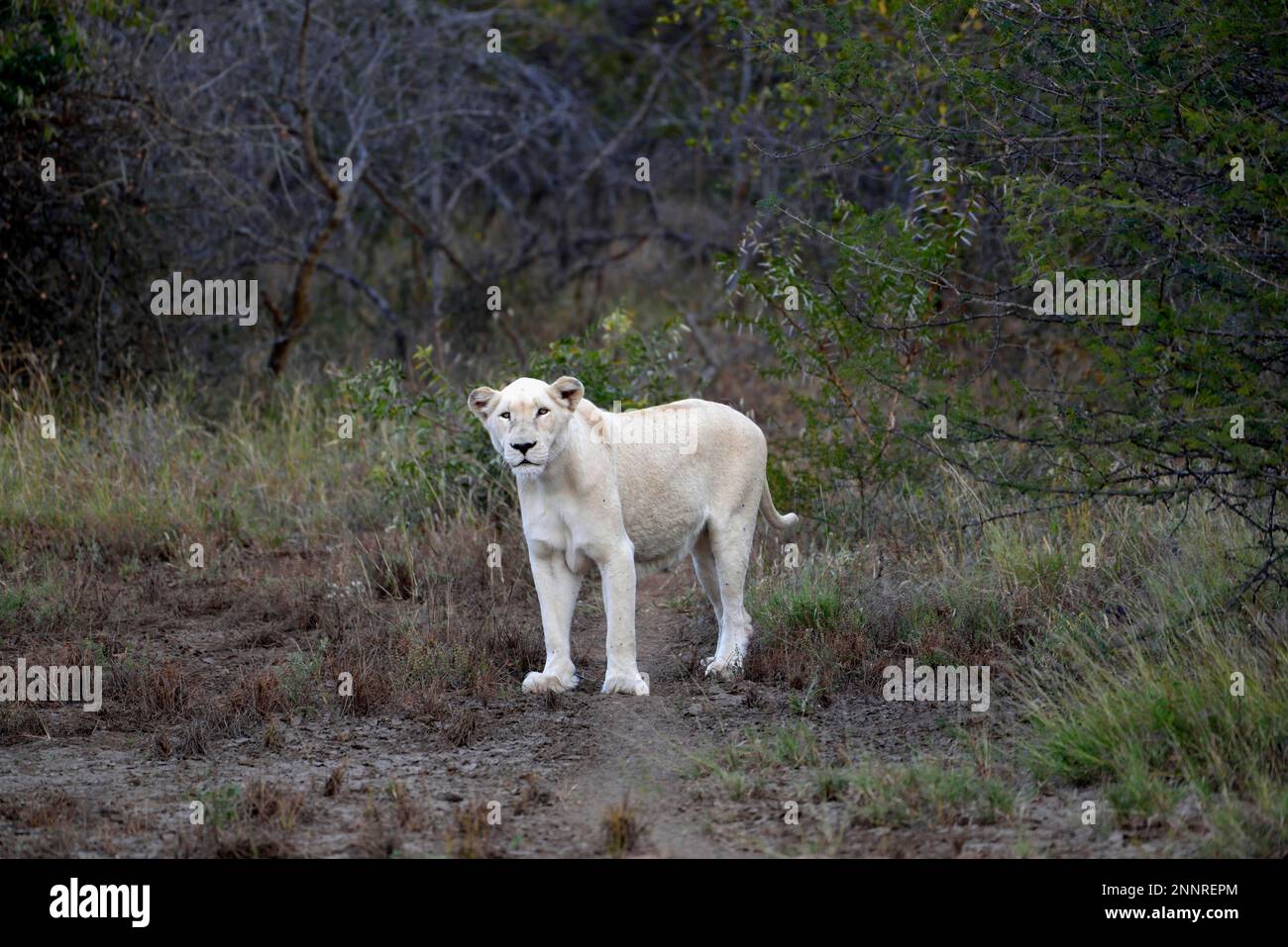 Leone bianco (Panthera leo), animale femminile, Tsau! Riserva naturale del Global White Lion Protection Trust, GWLPT, vicino a Hoedspruit, Sudafrica Foto Stock