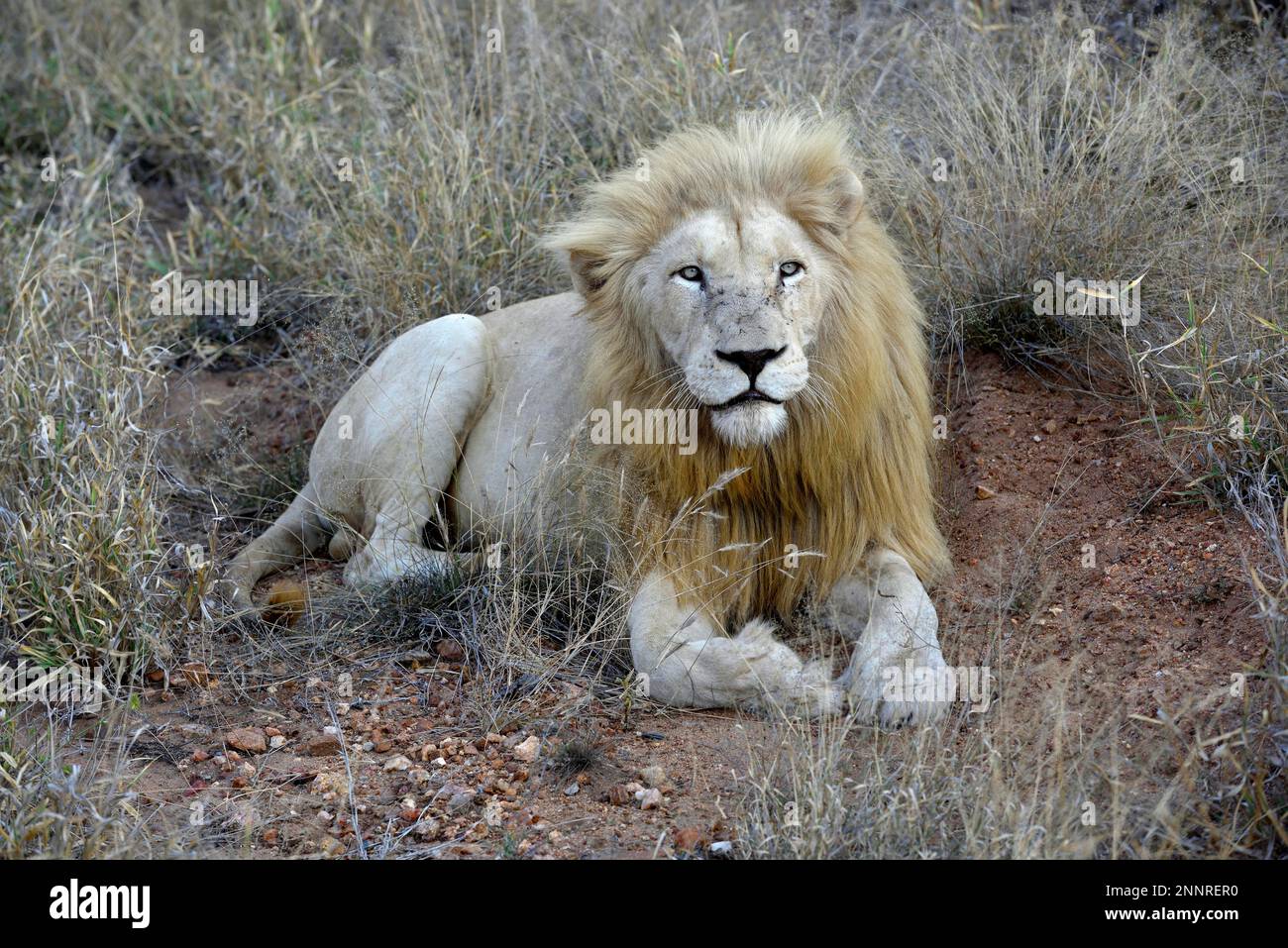 Leone bianco (Panthera leo), animale maschio, Tsau! Riserva naturale del Global White Lion Protection Trust, GWLPT, vicino a Hoedspruit, Sudafrica Foto Stock