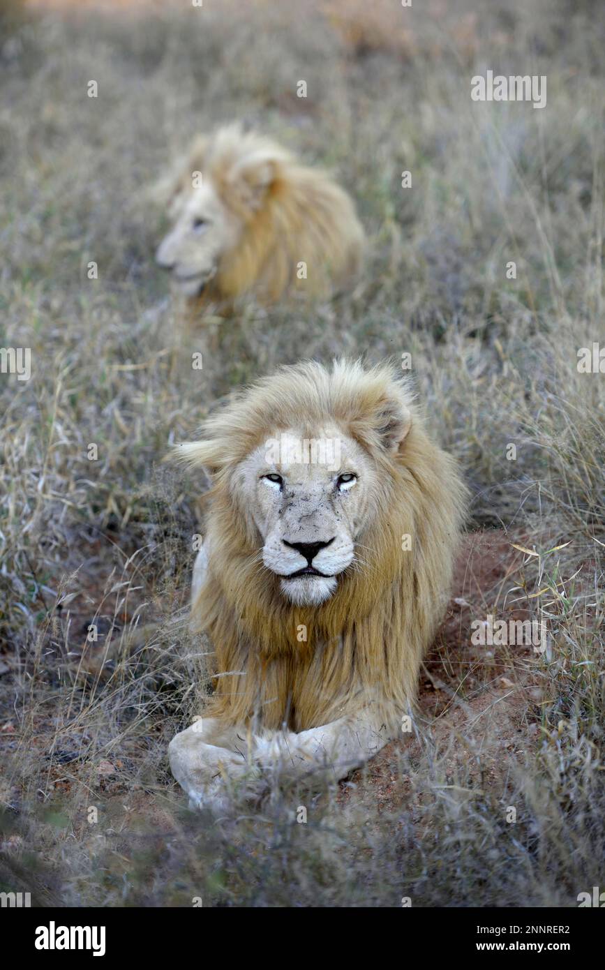 Leoni bianchi (Panthera leo), animali maschi, Tsau! Riserva naturale del Global White Lion Protection Trust, GWLPT, vicino a Hoedspruit, Sudafrica Foto Stock