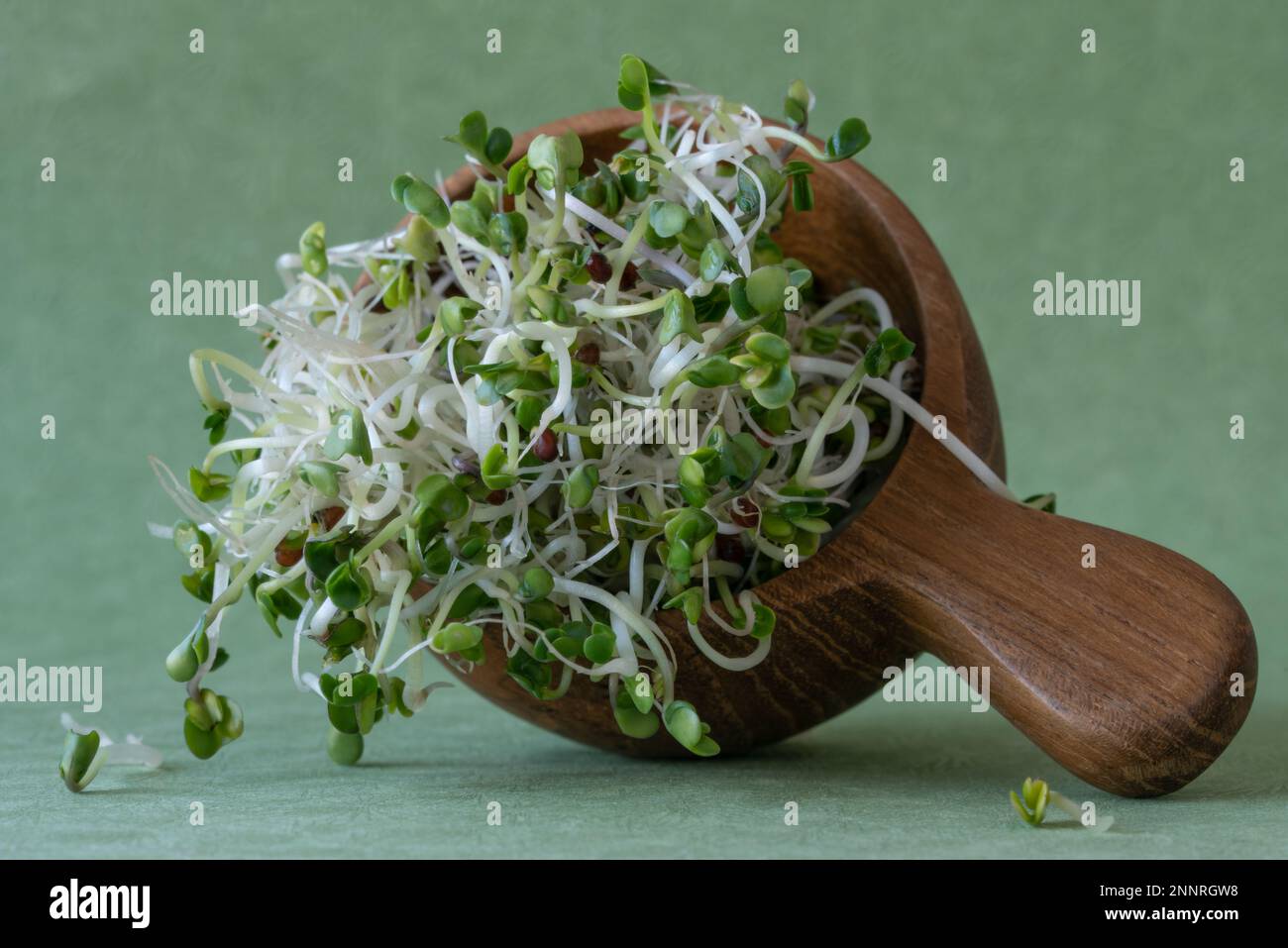 Germogli di erba medica e cipolla Micro Greens Foto Stock