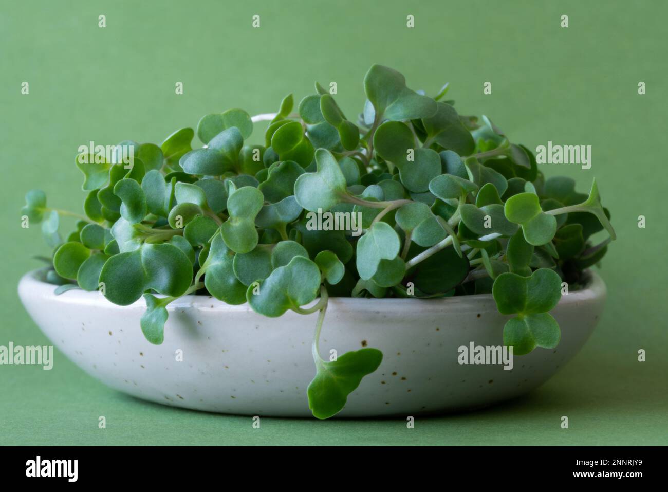 Insalata piccante Micro Greens Foto Stock