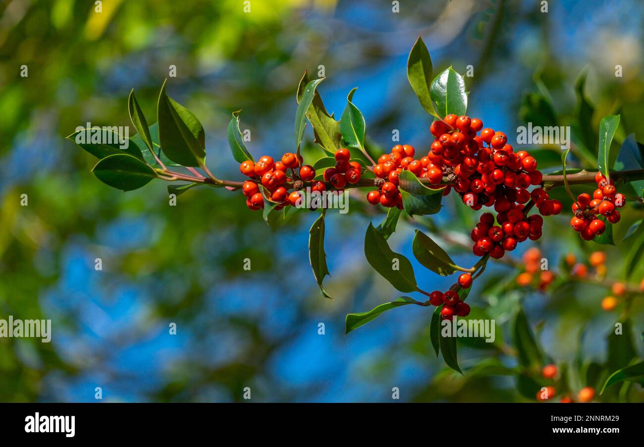 Holly (Ilex aquifolium), con frutti rossi Foto Stock