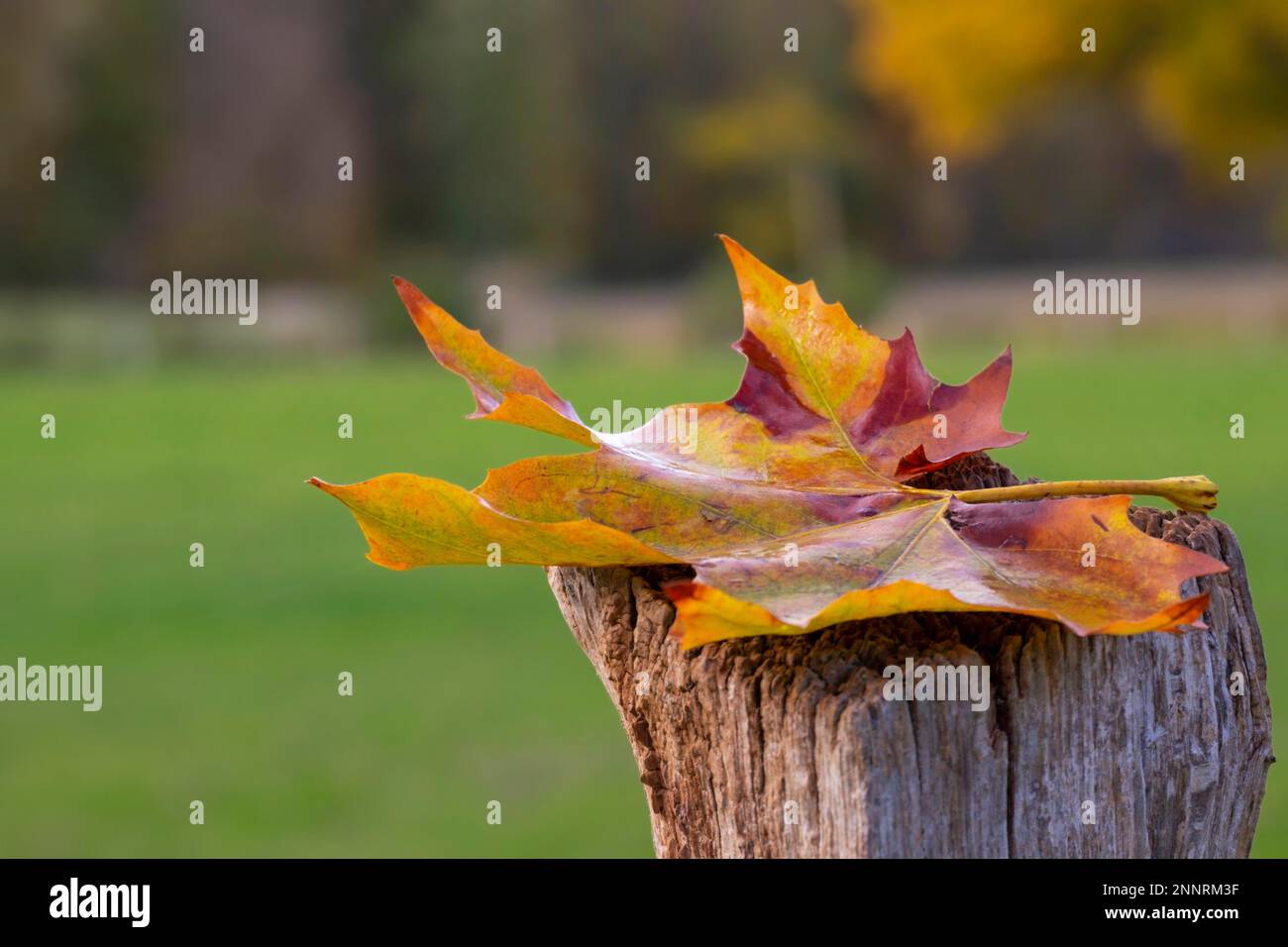 Foglie di acero scolorite in autunno, salice post, Muensterland, Nord Reno-Westfalia, Germania Foto Stock