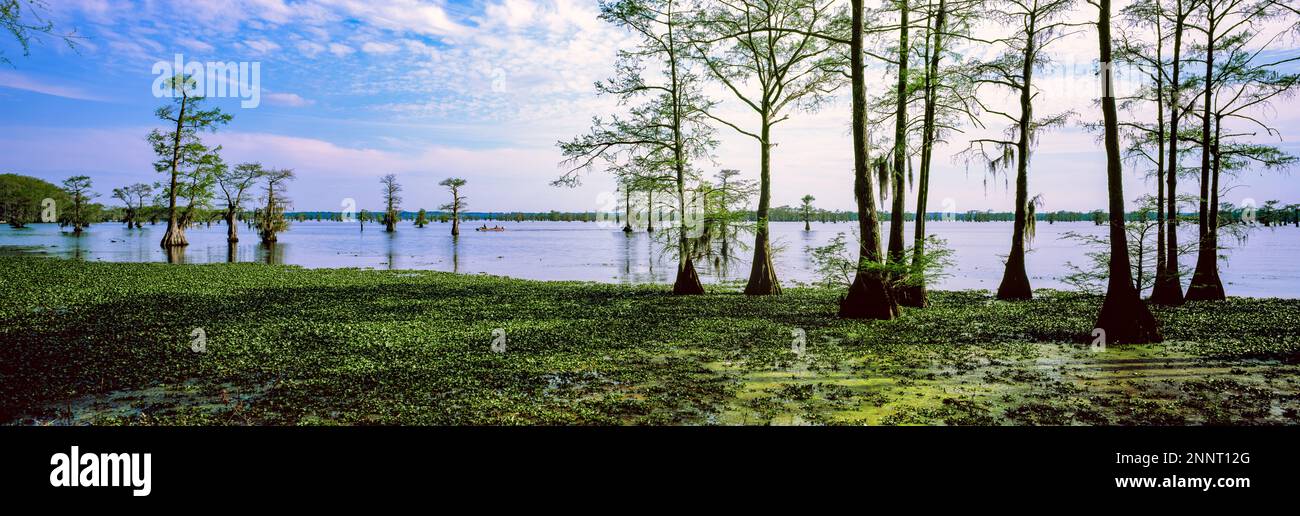 Calvo cipressi (Taxodium distichum) nel lago, Caddo Lake, Texas, USA Foto Stock