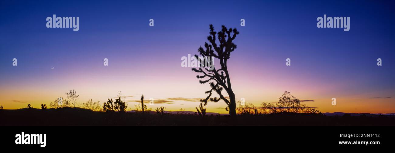 Silhouette di Joshua Tree (Yucca brevifolia) al tramonto, Mojave National Preserve, Mojave Desert, California, USA Foto Stock