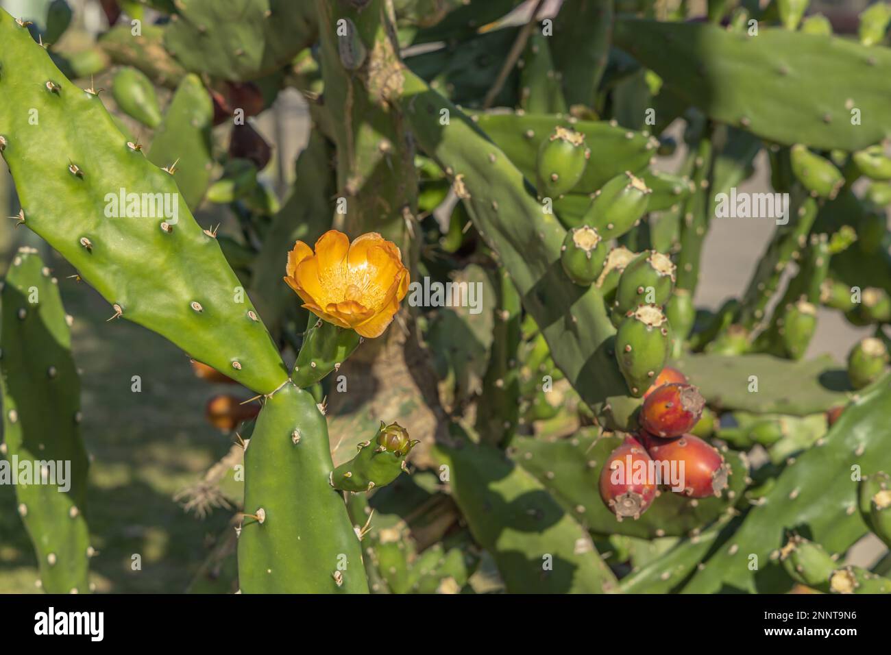 Pianta nopale con fiori e frutta. Opuntia ficus-indica Foto Stock