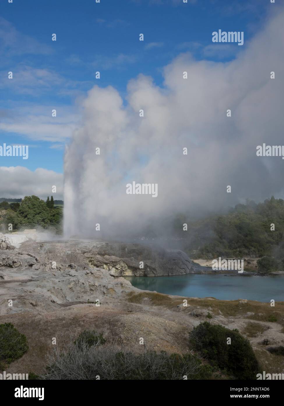 Il vapore che erutta da geyser, Pohutu Geyser, Whakarewarewa Thermal Park, Whakarewarewa, Rotorua, Baia di Plenty, Isola del Nord, Nuova Zelanda Foto Stock