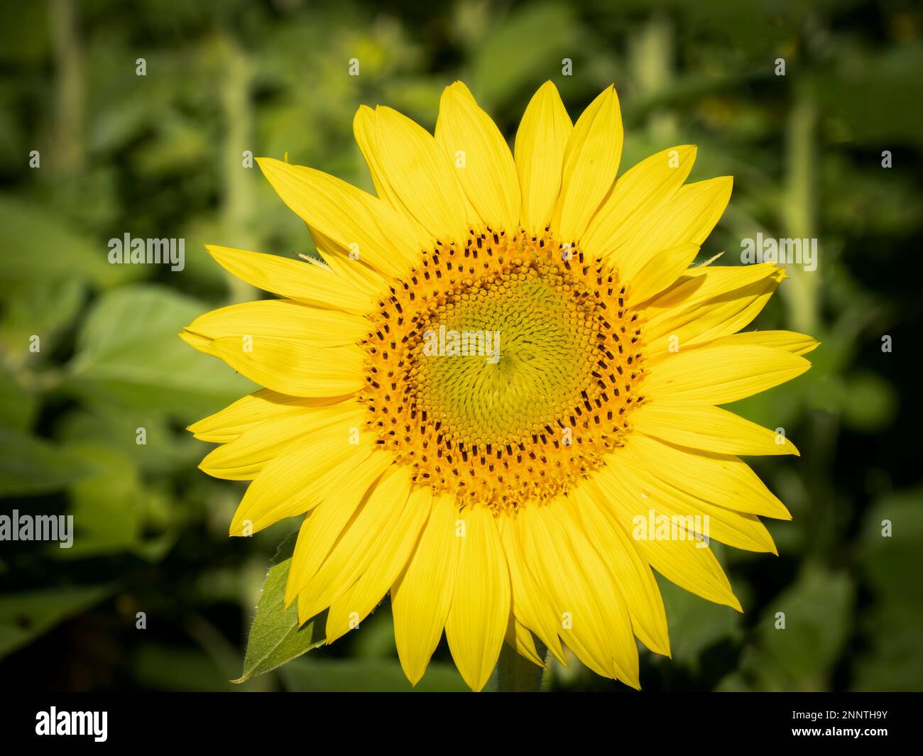 Close-up di giallo girasole Foto Stock