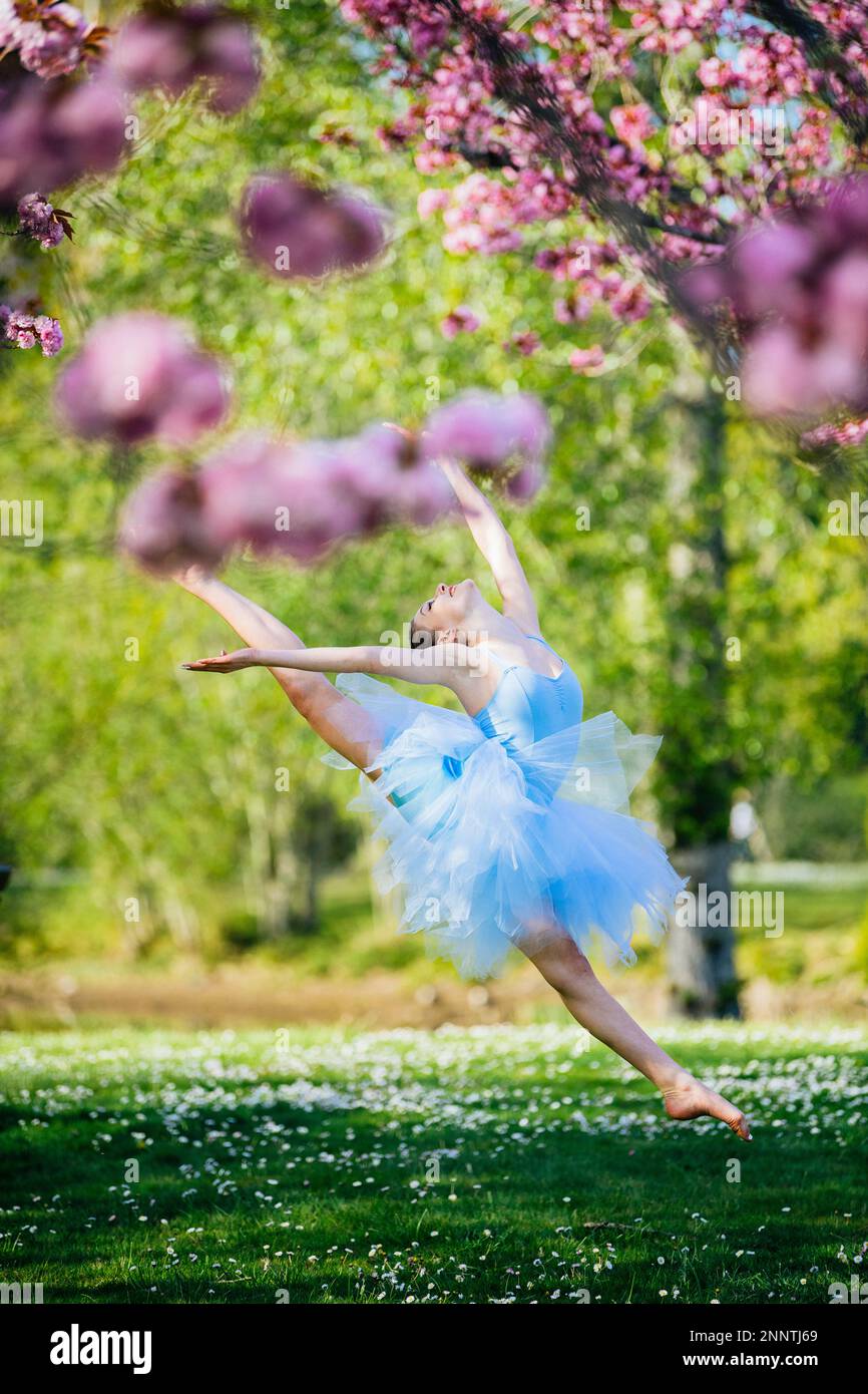 Ballerina in abito blu sotto fiore di ciliegi, Battle Point Park, Bainbridge Island, Washington, USA Foto Stock