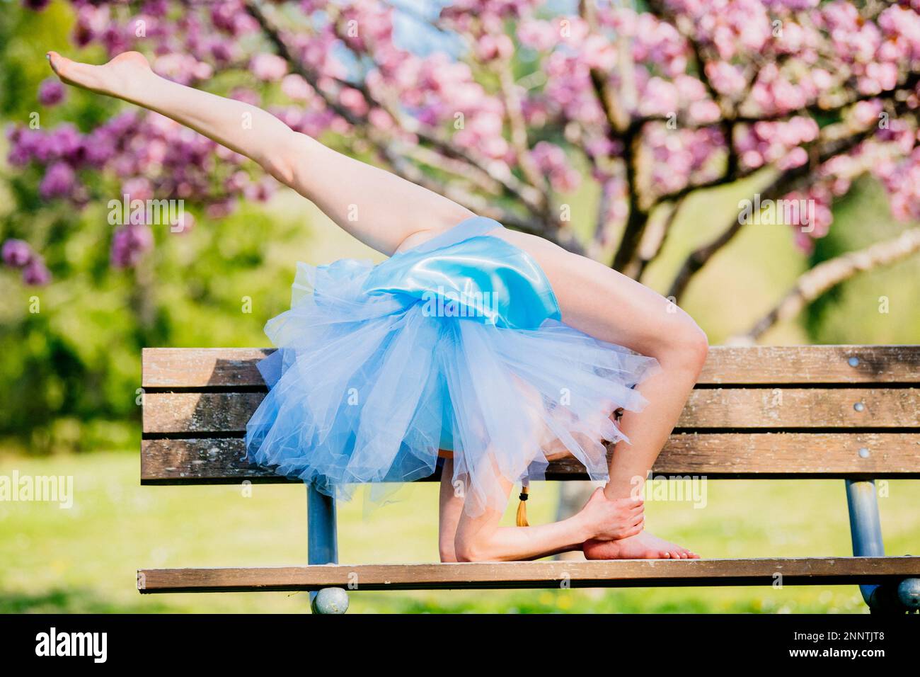 Ballerina in abito blu che si estende sotto la fioritura dei ciliegi, Battle Point Park, Bainbridge Island, Washington, USA Foto Stock