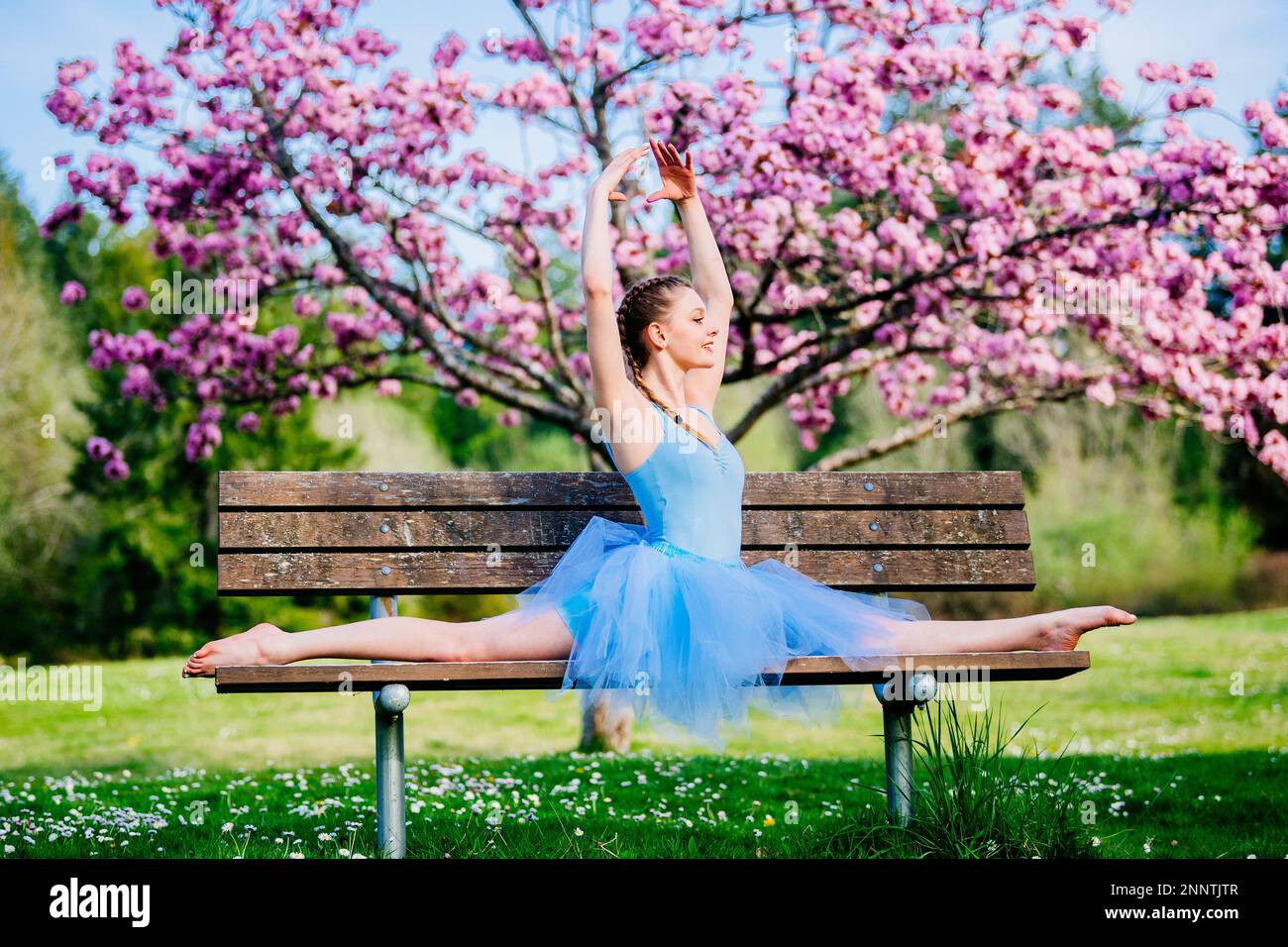 Ballerina in vestito blu che si divide sotto la fioritura dei ciliegi, Battle Point Park, Bainbridge Island, Washington, USA Foto Stock