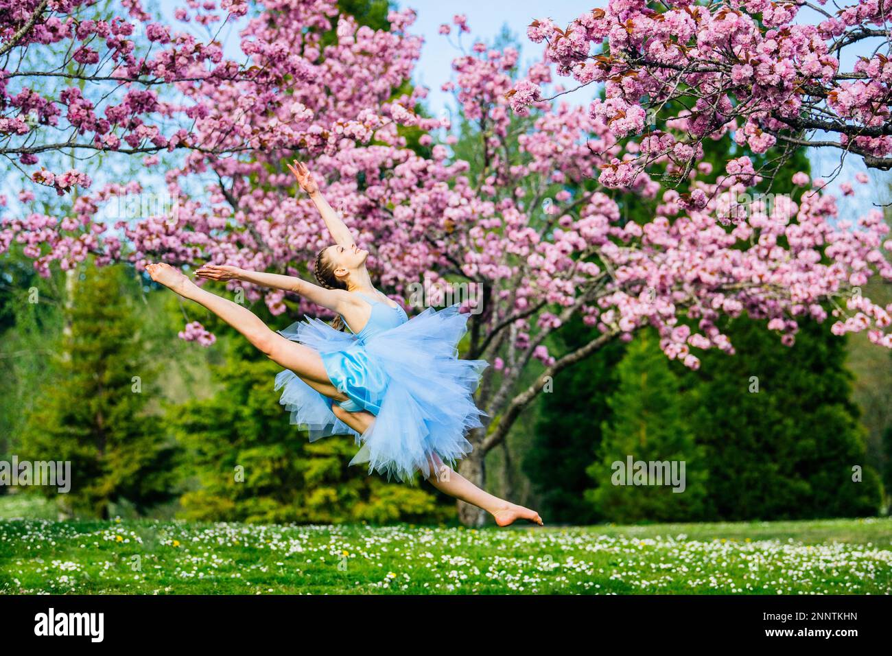 Ballerina in abito blu sotto fiore di ciliegi, Battle Point Park, Bainbridge Island, Washington, USA Foto Stock