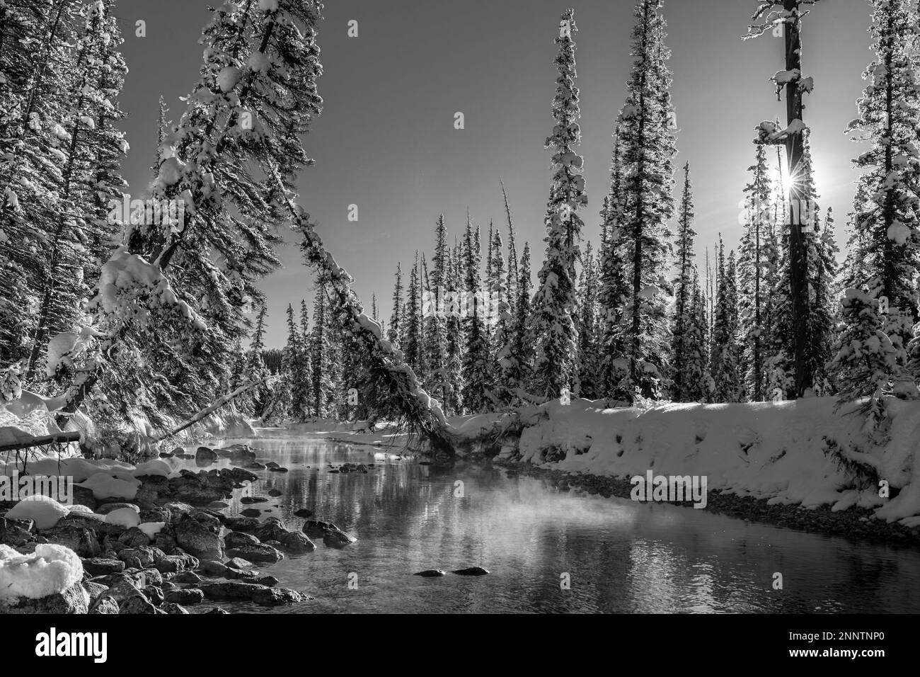 Misty Creek che scorre attraverso la foresta innevata in bianco e nero, canale del fiume Bow, lago Louise, Alberta, Canada Foto Stock