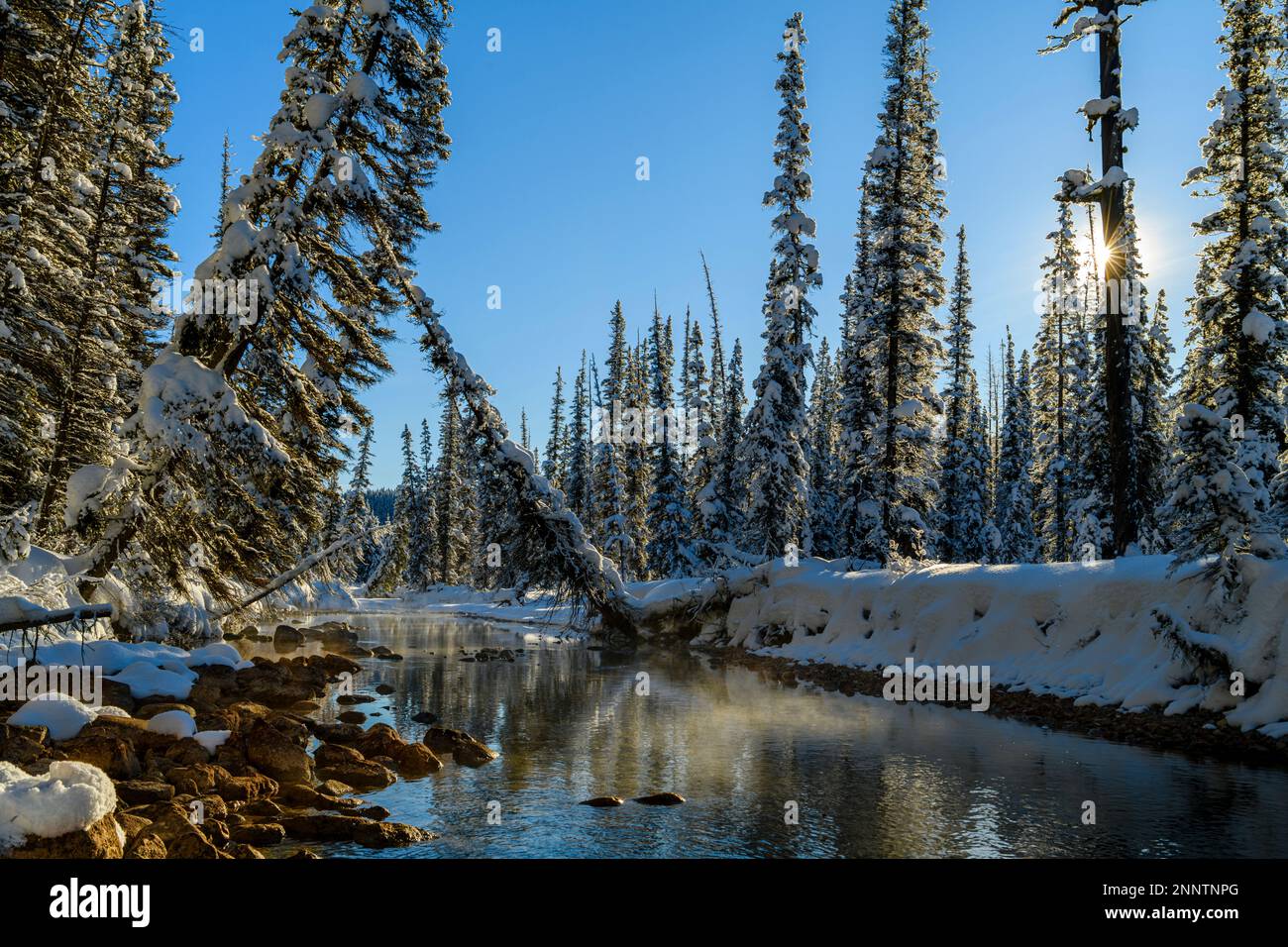 Misty Creek scorre attraverso la foresta innevata, il canale del fiume Bow, il lago Louise, Alberta, Canada Foto Stock