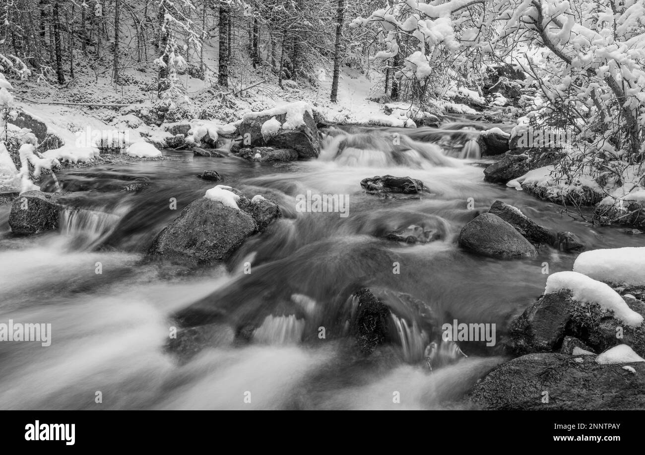 Canmore Creek scorre attraverso la foresta innevata in bianco e nero, Canmore, Alberta, Canada Foto Stock