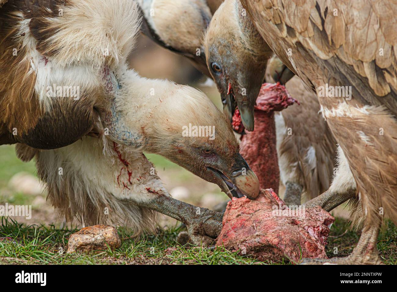 Avvoltoi Griffon (Gyps fulvus) mangiare carne Foto Stock