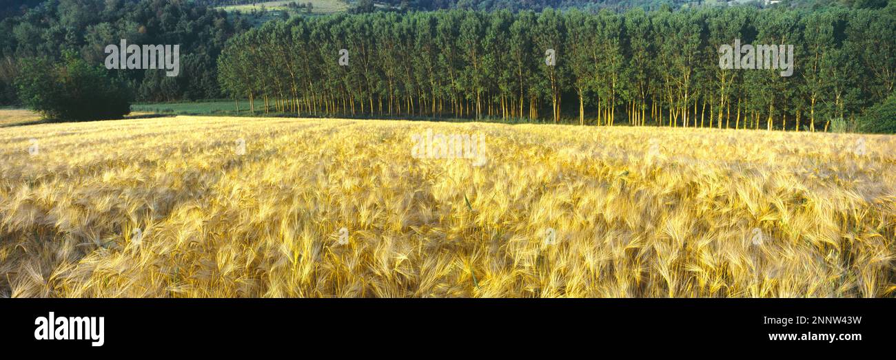 Paesaggio con campi d'orzo e boschi, Camino, Alessandria, Piemonte, Italia Foto Stock Paesaggio con campi d'orzo e boschi, Camino, Alessandria, Piemonte, Italia Foto Stock