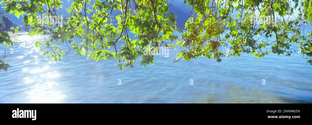 Rami di albero verde contro il lago di Annecy, Annecy, Auvergne-Rodano-Alpi, Francia Foto Stock