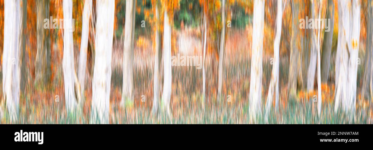 Foresta di cottonwood nero defocused (Populus trichocarpa) in autunno, Kai Tai Lagoon Nature Park, Port Townsend, Washington, USA Foto Stock