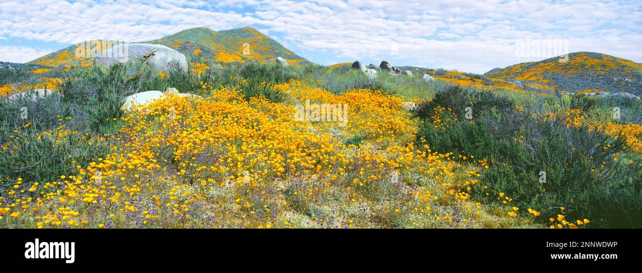 California papavero (Escholzia californica) super fioritura, Montagne Temescal, Riverside County, California, Stati Uniti Foto Stock