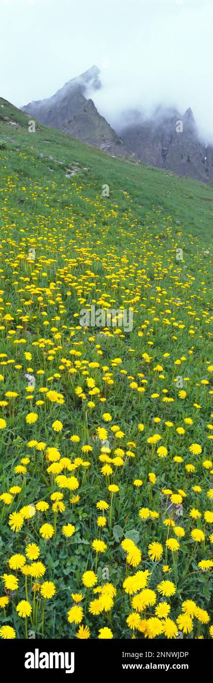 Dente giallo sulla montagna, Alpi francesi, alta Savoia, Francia Foto Stock