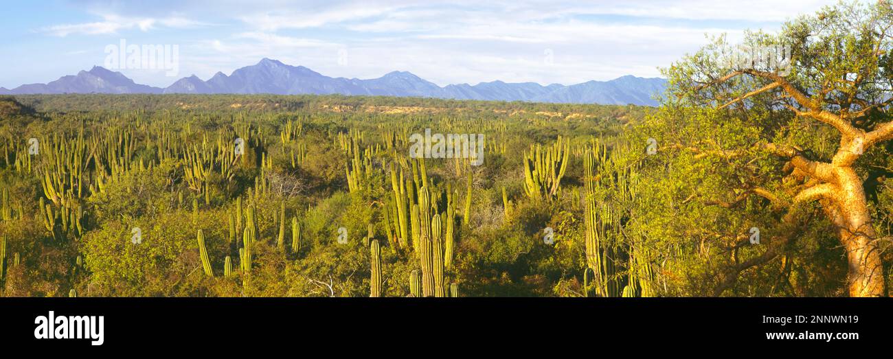 Albero di elefante o torote (Bursera microfylla) e Cordon cactus, Baja California sur, Messico Foto Stock