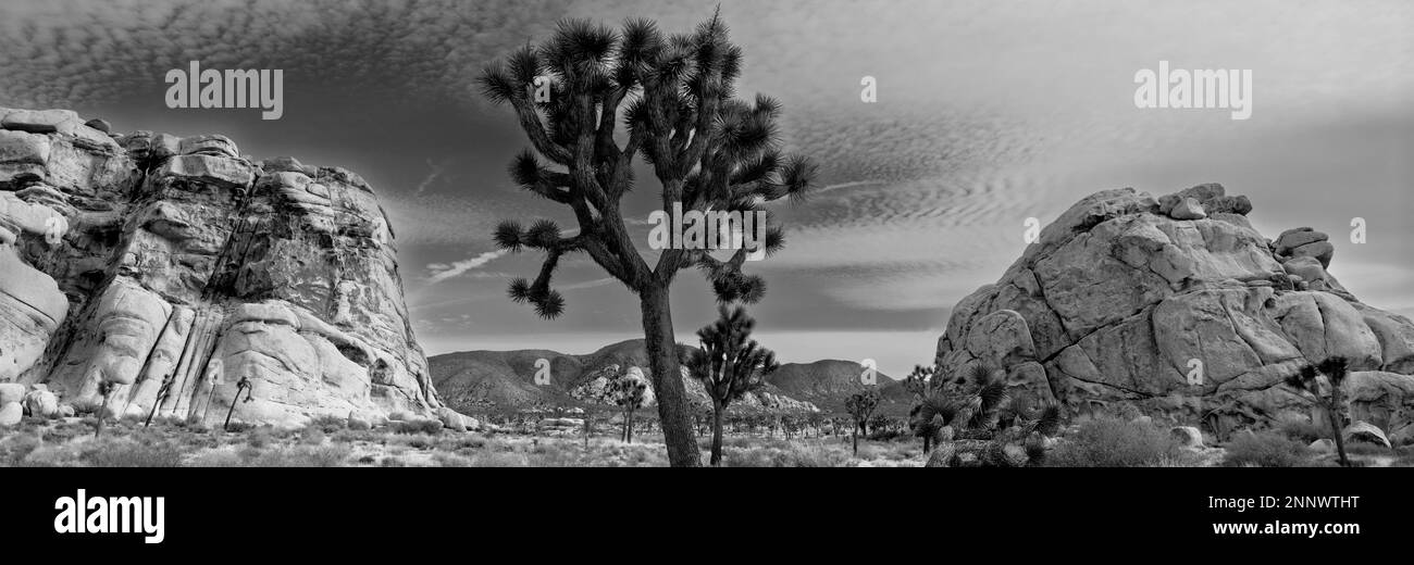 Joshua Tree (Yucca brevifolia) in bianco e nero, Joshua Tree National Park, California, USA Foto Stock