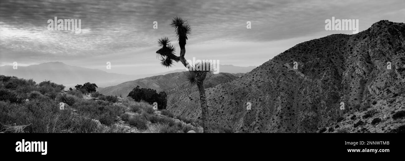 Joshua Tree (Yucca brevifolia) in bianco e nero, Joshua Tree National Park, California, USA Foto Stock