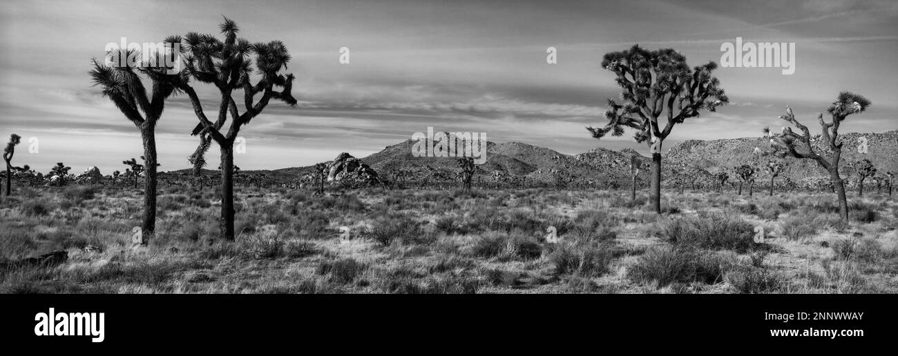 Joshua Trees (Yucca brevifolia) nel deserto in bianco e nero, Joshua Tree National Park, California, USA Foto Stock