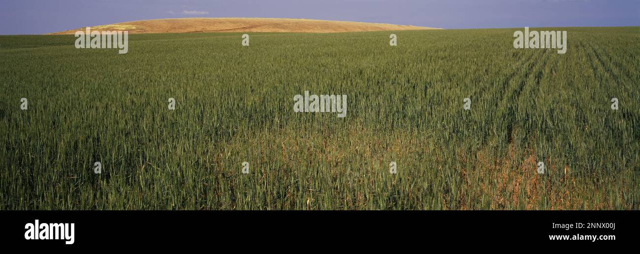 Piante verdi in campo in campagna, Palouse, Stato di Washington, Stati Uniti Foto Stock