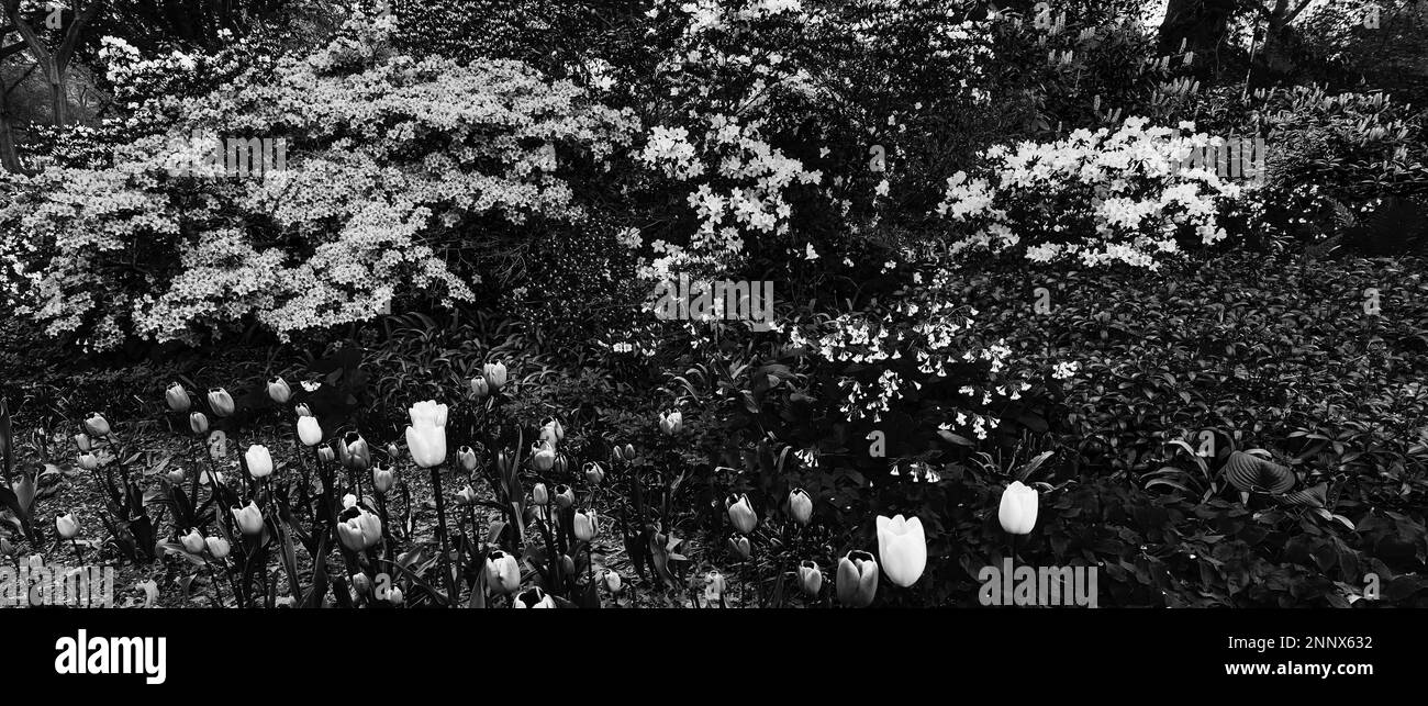 Giardino con fiori, Central Park, New York City, New York, USA Foto Stock