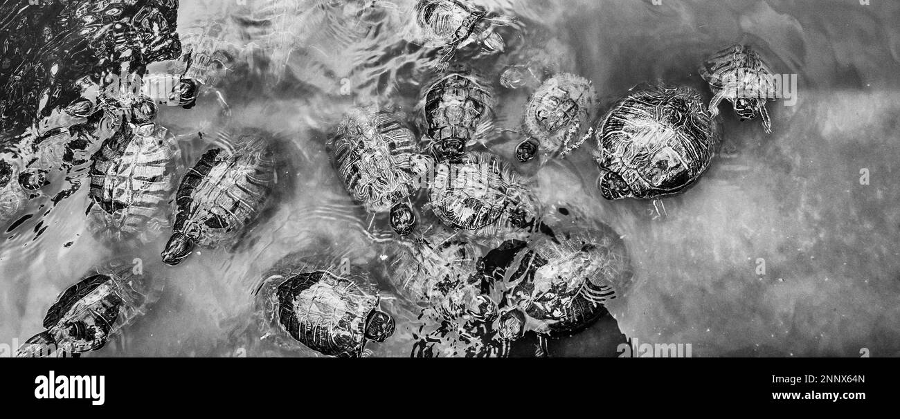 Tartarughe nello stagno di Central Park, New York City, New York, USA Foto Stock