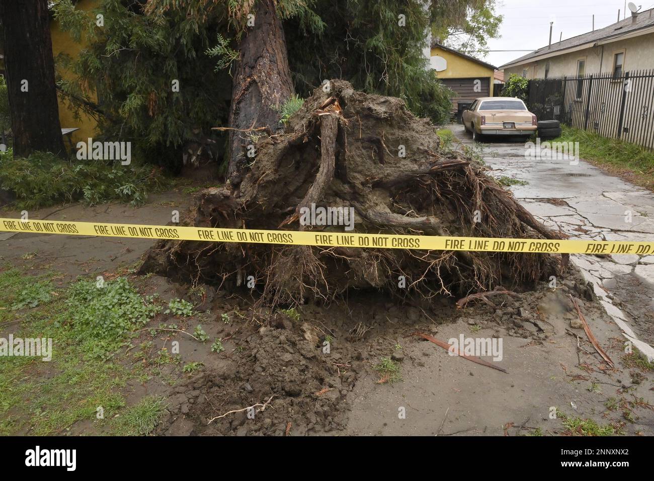 Un massiccio albero di sequoia è visto dopo essere caduto in una casa a Bellflower, California il sabato 25 febbraio. 2023. Alcune parti della California sono rimaste sotto i severi avvertimenti invernali per un secondo giorno il sabato, mentre i funzionari statali hanno continuato a scoraggiare il viaggio per la durata del fine settimana. Le avvertenze Blizzard sono in vigore anche durante la domenica nella Sierra Nevada centrale e meridionale e nelle catene montuose trasversali e peninsulari. L'ultima volta che l'ufficio di Los Angeles del servizio ha emesso un avvertimento blizzard era 1989. Foto di Jim Ruymen/UPI Foto Stock