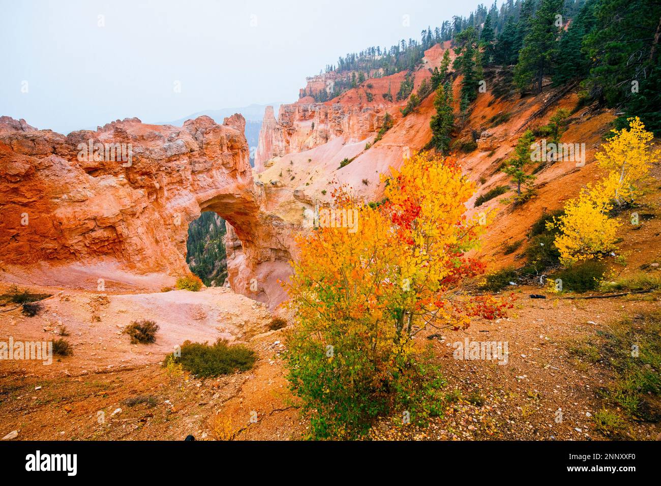 Paesaggio con formazione ad arco naturale, Bryce Canyon, Utah, USA Foto Stock