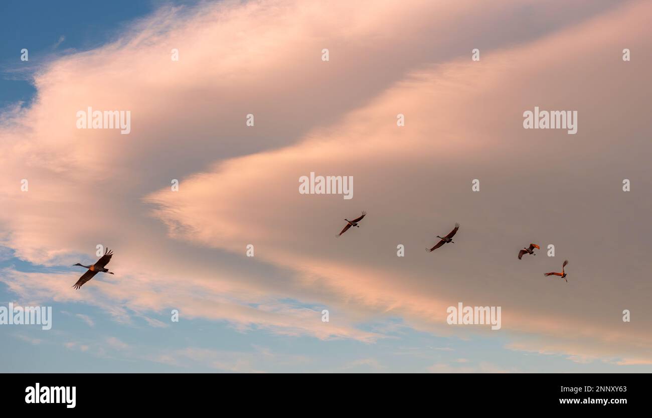 Gruppo di gru di sabbia volanti (Grus canadensis) contro il cielo al tramonto, Bosque del Apache National Wildlife Refuge, New Mexico, USA Foto Stock