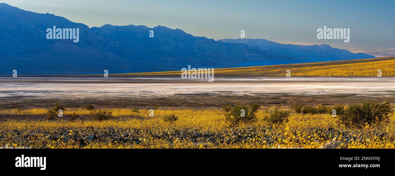 Fiori d'oro del deserto (Geraea canescens) ai piedi delle Montagne di Amargosa, Death Valley National Park, California, USA Foto Stock