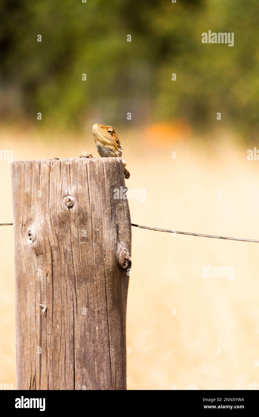drago su palo di recinzione Foto Stock