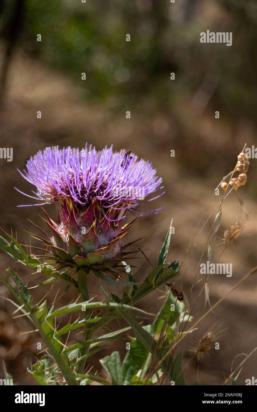Thistle erbacce a barossa goldfield Foto Stock