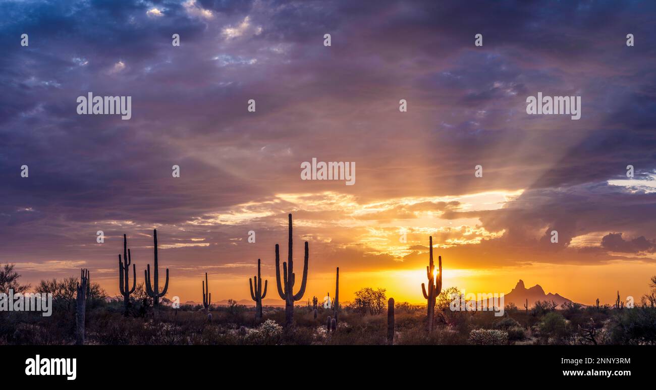 Cactus nel deserto al tramonto, Picacho Peak state Park, Tortolita Mountains, Soroan Desert, Arizona, USA Foto Stock