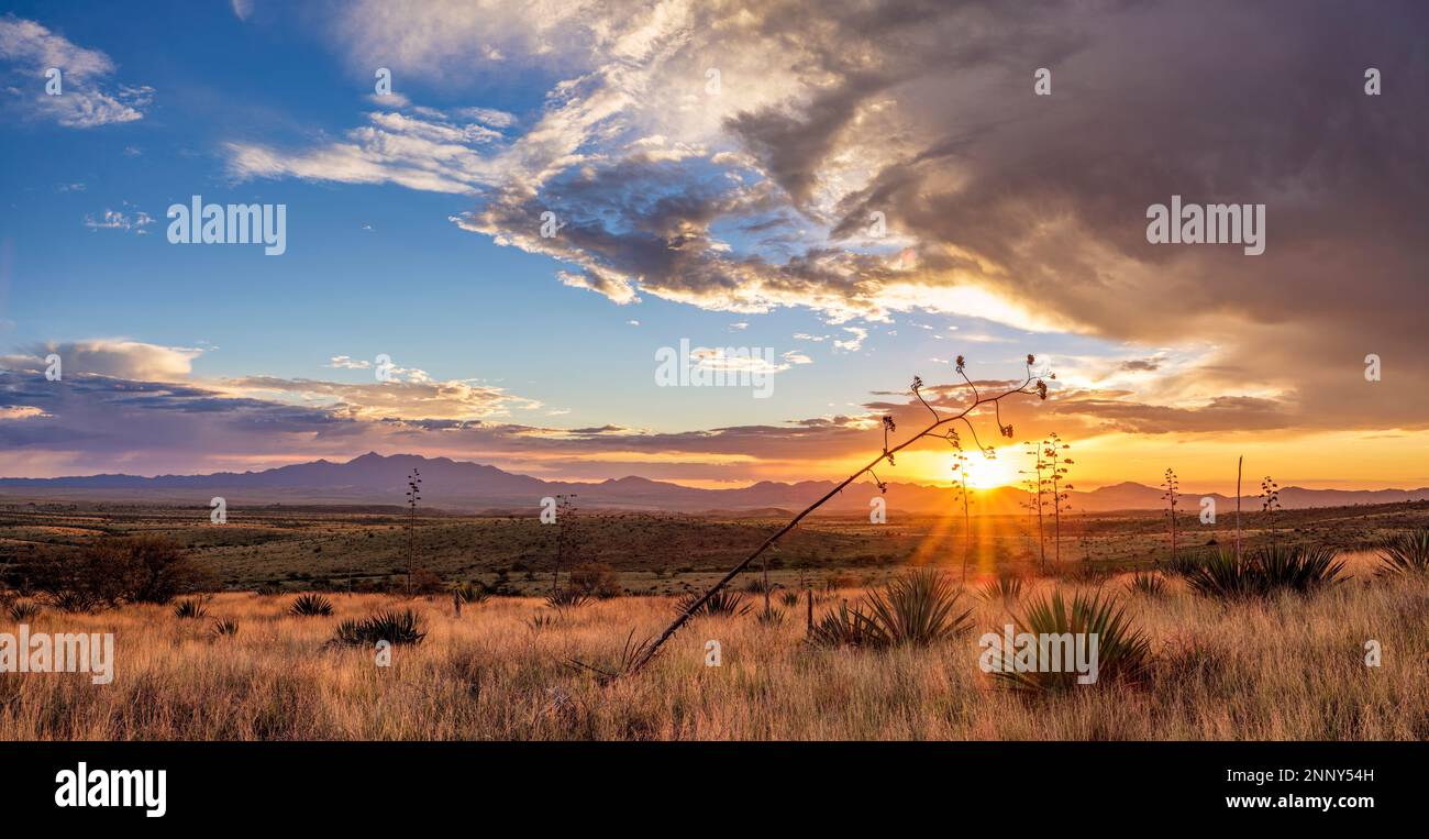Paesaggio con deserto al tramonto, Sands Ranch Conservation Area, Sonoita, Pima Country, Arizona, USA Foto Stock