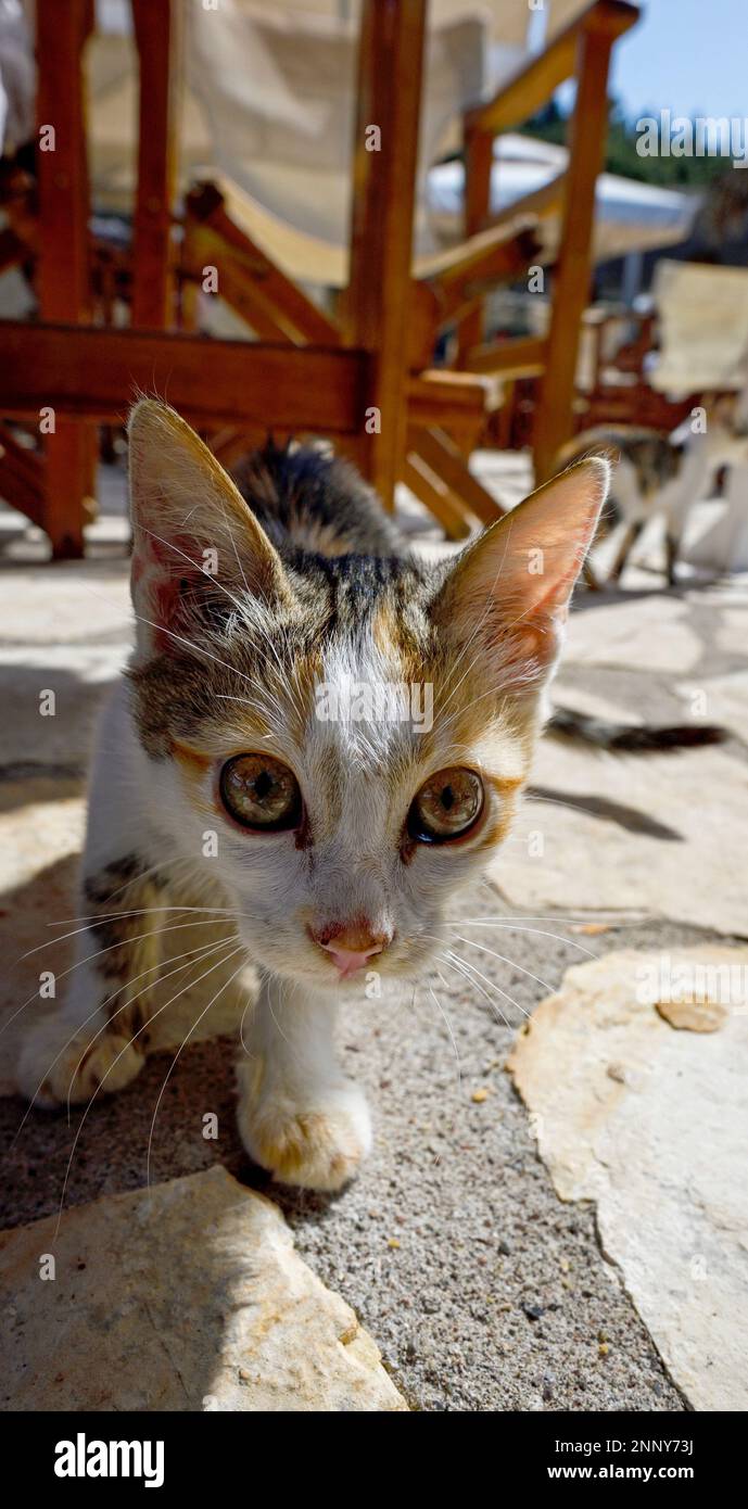 Primo piano di gattino, Paxos, Isole IONIE, Grecia Foto Stock