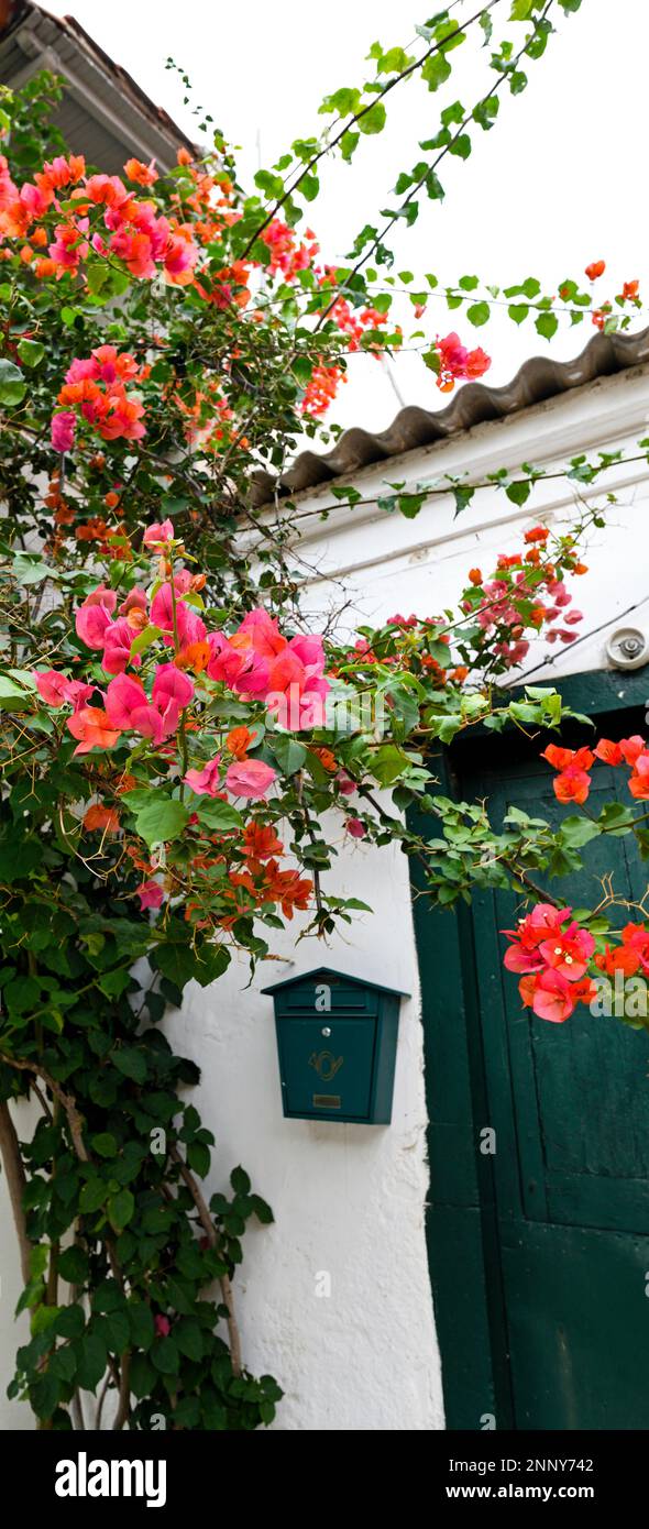 Fiori rosa in fiore. Paxos, Isole IONIE, Grecia Foto Stock