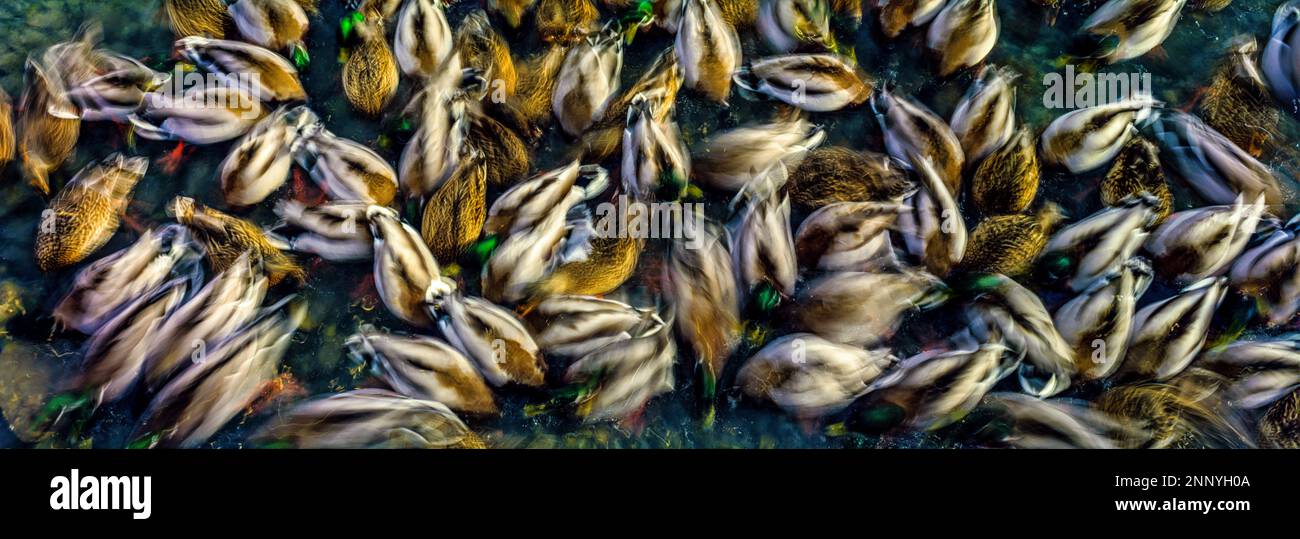 Foto a lunga esposizione di anatre di mallard (Anas platyrhynchos) Foto Stock