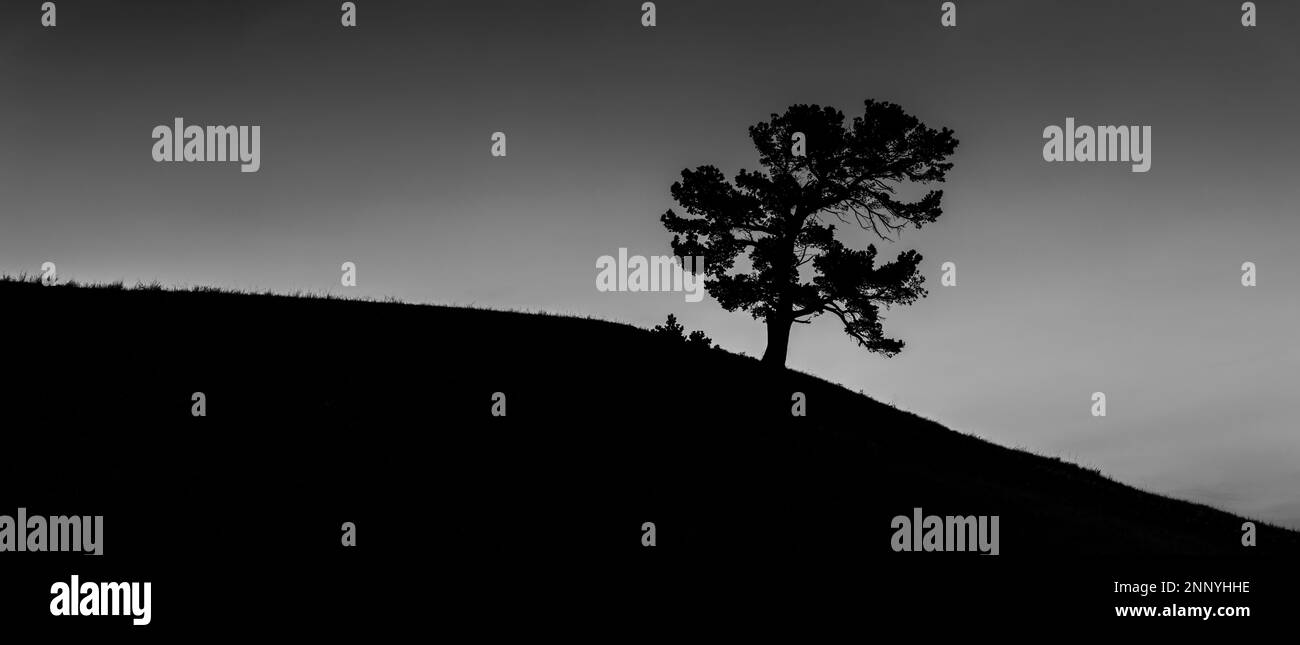 Pino limber (Pinus flexilis), silhouette su collina, Alberta, Canada Foto Stock