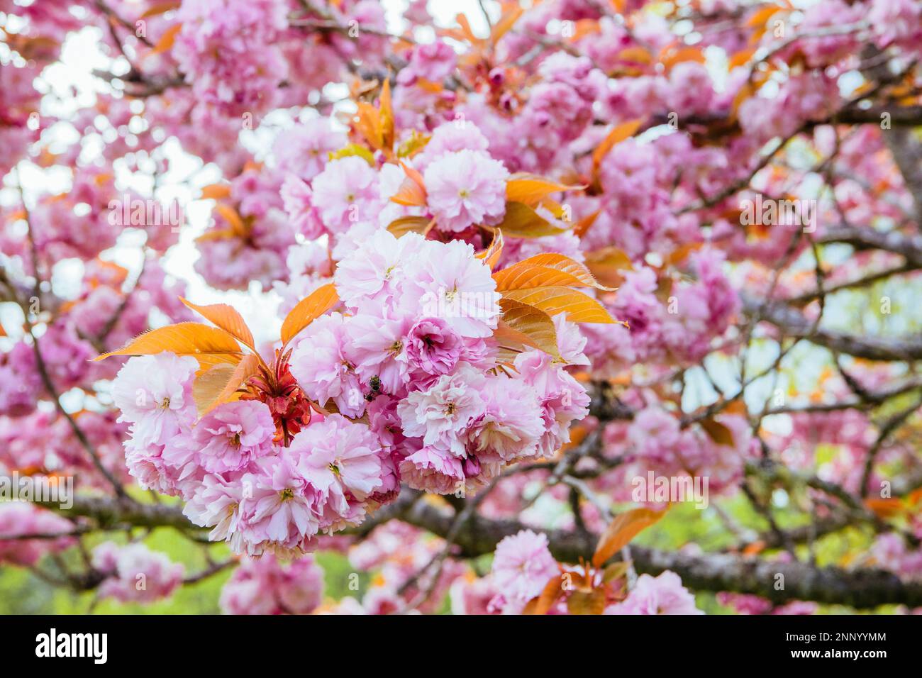 L'albero di ciliegia di Kwanzan fiorisce contro il cielo blu Foto Stock