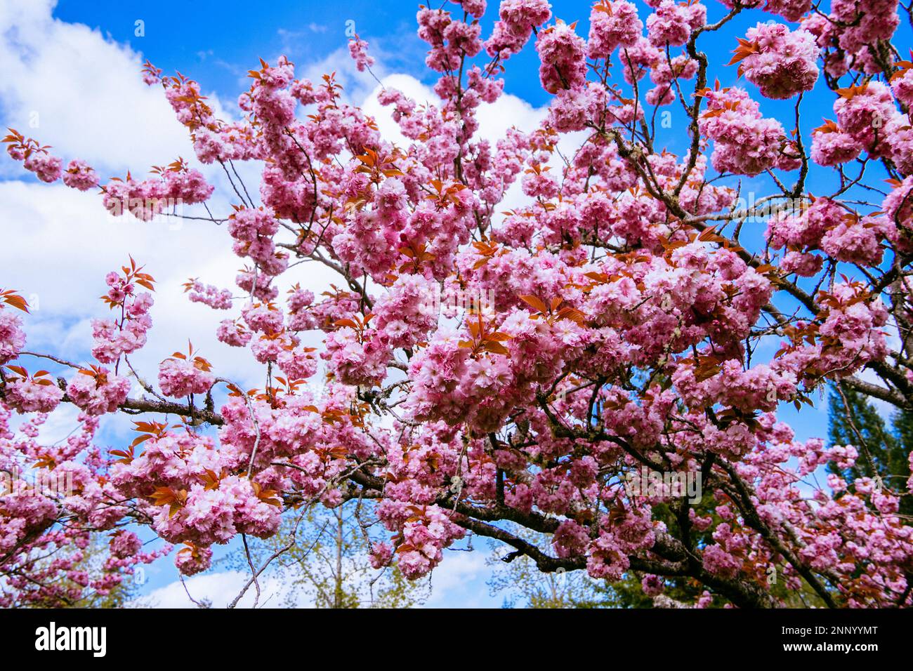L'albero di ciliegia di Kwanzan fiorisce contro il cielo blu Foto Stock