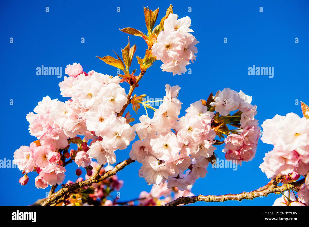 L'albero di ciliegia di Kwanzan fiorisce contro il cielo blu Foto Stock