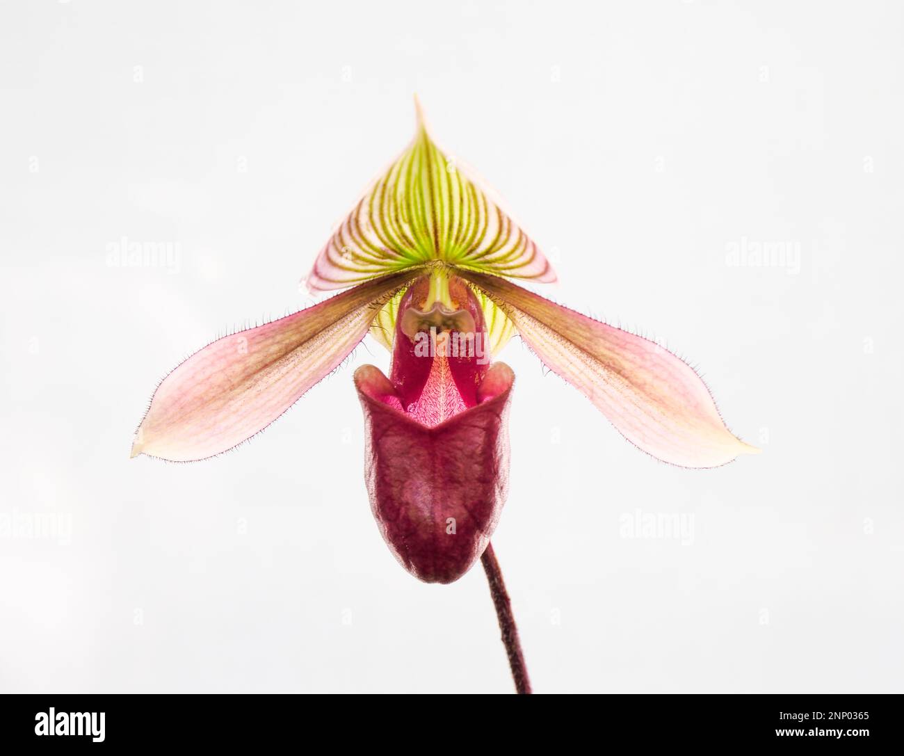 Close-up di orchidea contro uno sfondo bianco Foto Stock